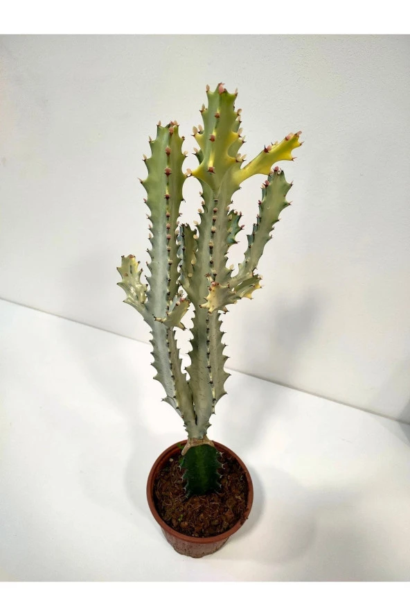 Euphorbia Lactea White Ghost Özel Tür Aşılı Kaktüs - Uzunluk 56 Cm - Resim 2