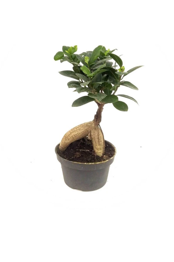 Ficus Bonsai (14 Cm Saksıda) ürün görseli