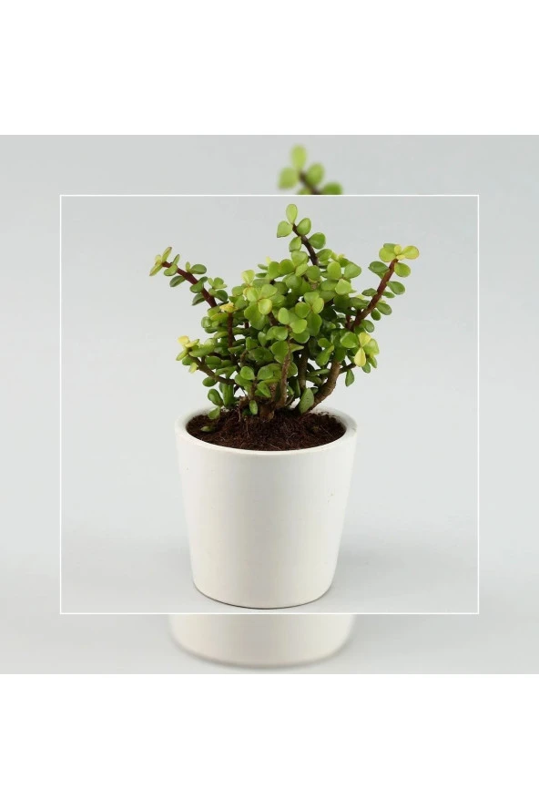 Portulacaria Afra Para Ağacı Fil Azlığı