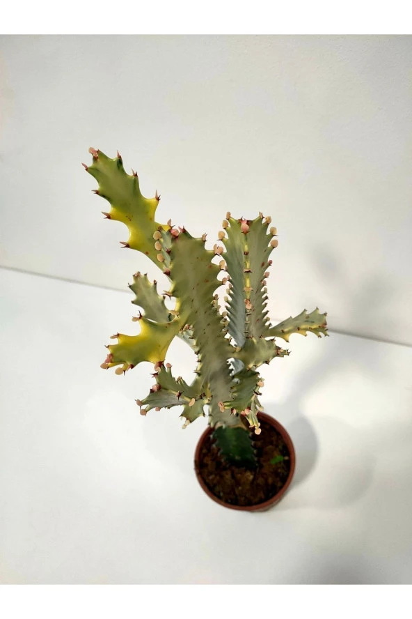 Euphorbia Lactea White Ghost Özel Tür Aşılı Kaktüs - Uzunluk 56 Cm - Resim 3