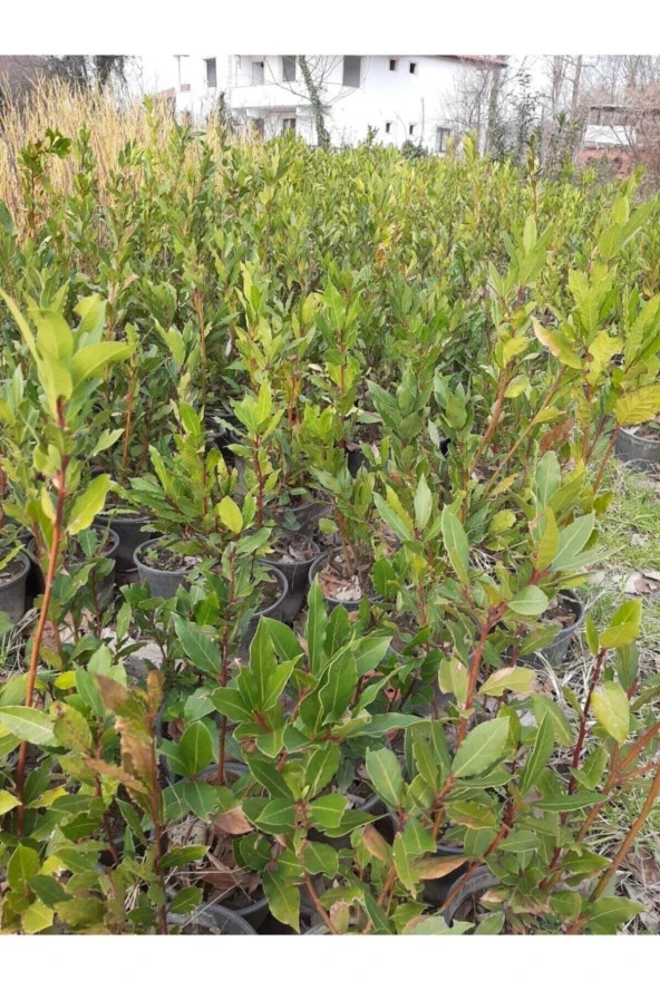 Defne Çalısı 40-60 Cm - Resim 2