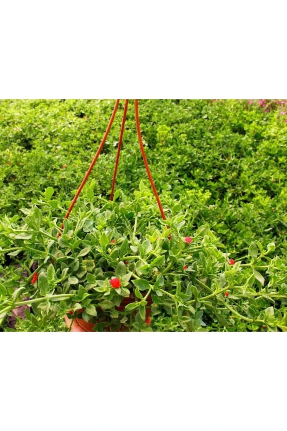 Buz çiçeği 2 litre askılı saksıda ürün görseli