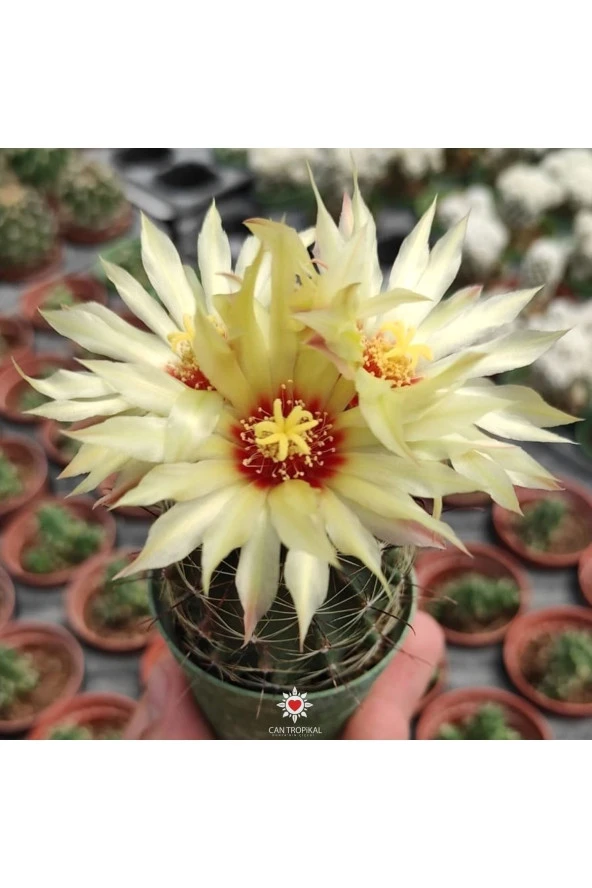 Thelocactus Setispinus Sarı Çiçek Açan Kaktüs Sukulent - 1