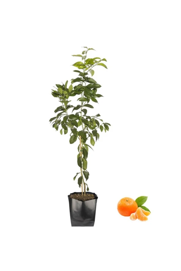 Mandalina Fidanı ürün görseli