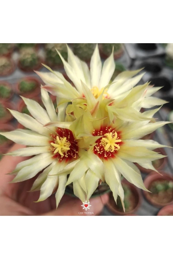 Thelocactus Setispinus Sarı Çiçek Açan Kaktüs Sukulent - 2