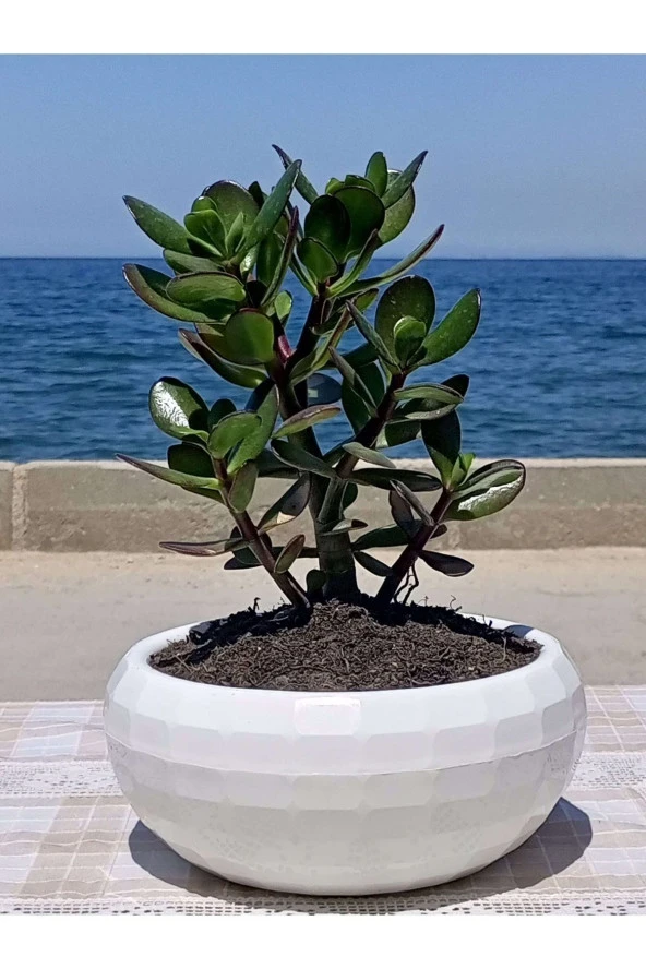 Crassula Ovata- Para Çiçeği- Bereket Bitkisi- 23-30 Cm ürün görseli