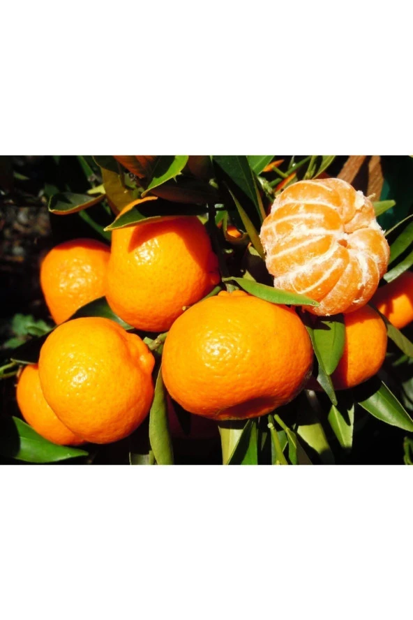 Okitsu Mandalina Fidanı ürün görseli