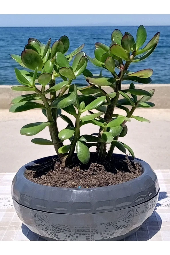 Crassula Ovata- Para Çiçeği- Bereket Bitkisi- 23-30 Cm - Resim 4