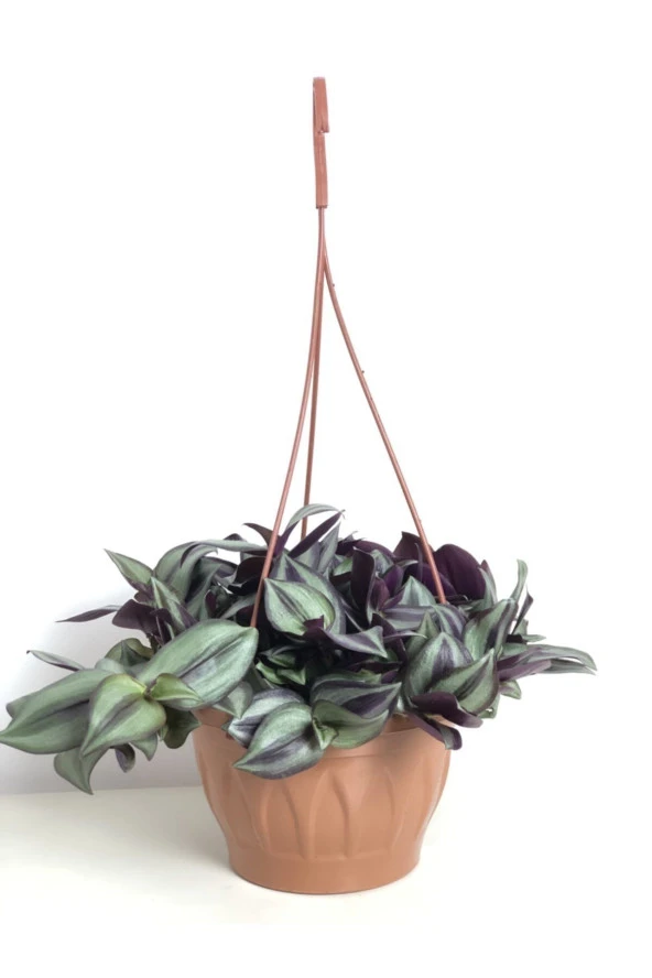 Tradescantia Zebrina ( Telgraf Çiçeği )