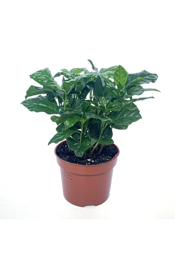 Kahve Ağacı Bitkisi - Coffea Arabica