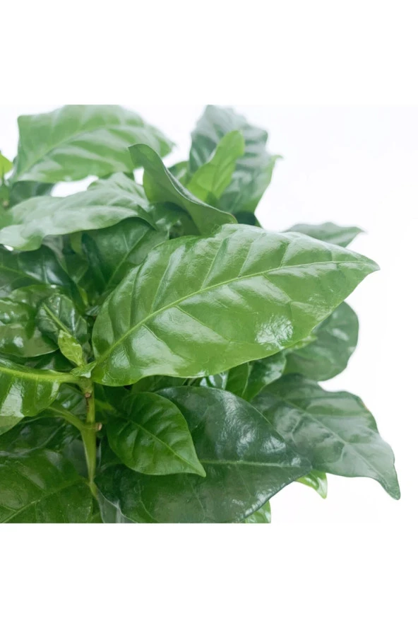 Kahve Ağacı Bitkisi - Coffea Arabica - 2