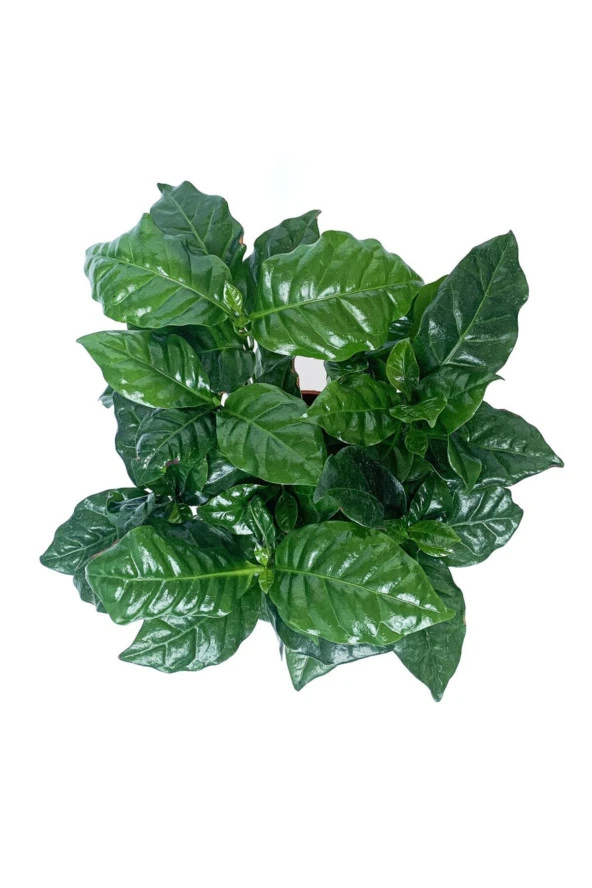 Kahve Ağacı Bitkisi - Coffea Arabica - 3