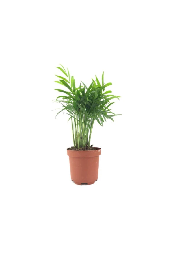 Chamaedorea Elegans - 1