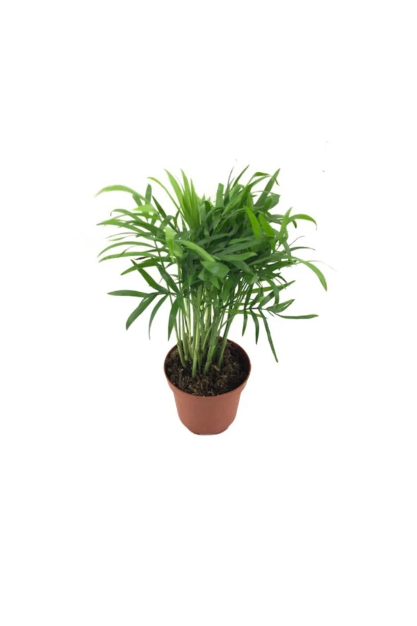 Chamaedorea Elegans - 2