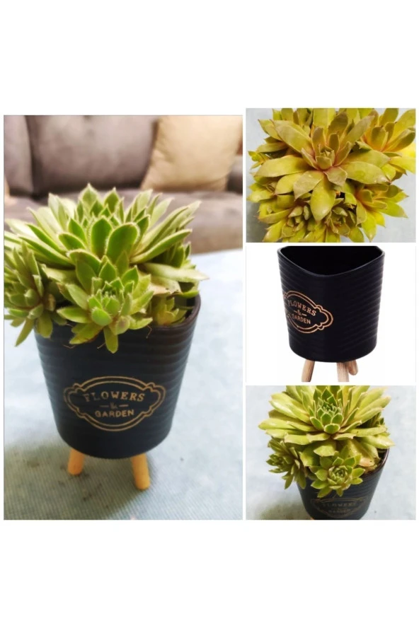 Şık Saksılı Sukulent ürün görseli