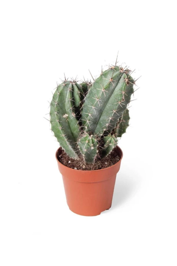 Polascia Chichipe Kaktüs 8,5 cm ürün görseli