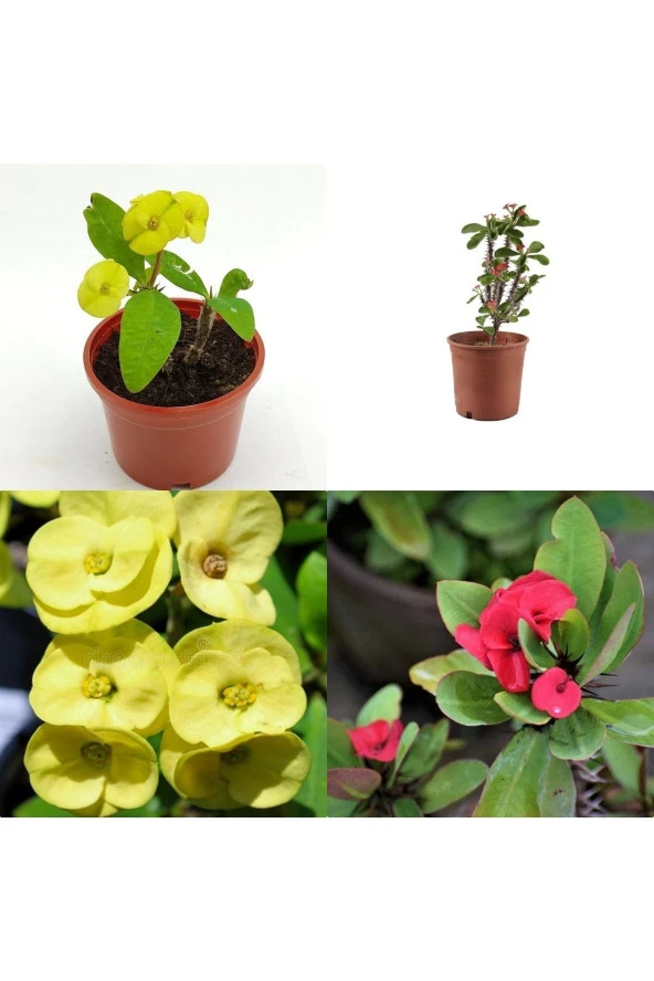 2 Dikenler Tacı Sarı Ve Kırmızı 06 ürün görseli