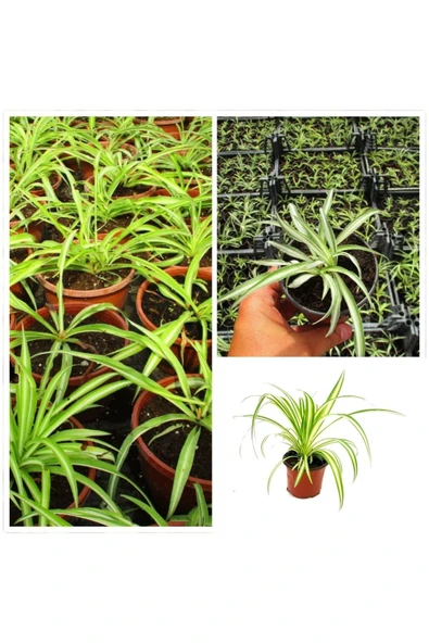 Kurdele Çiçeği (hızlı yavru veren cinsi) ürün görseli