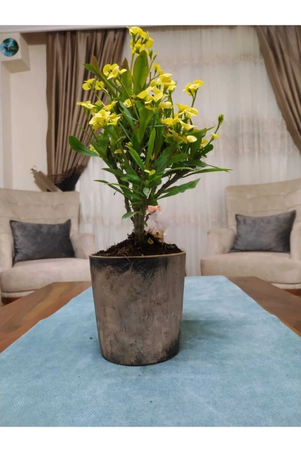 Seramik Saksıda 45-50 cm ürün görseli