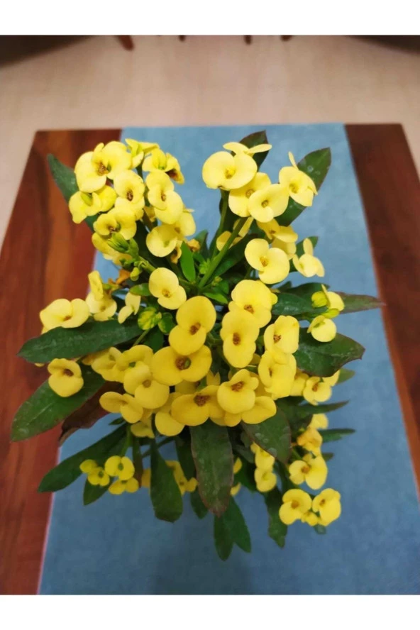 Seramik Saksıda 45-50 cm - Resim 2