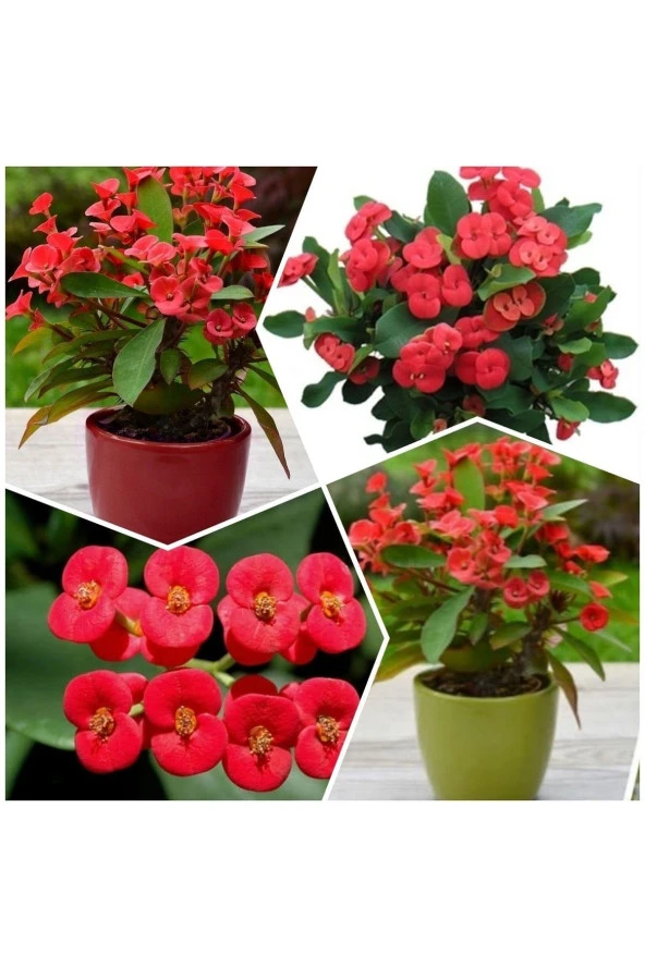 Büyük Boy Kırmızı Dikenler Tacı ürün görseli