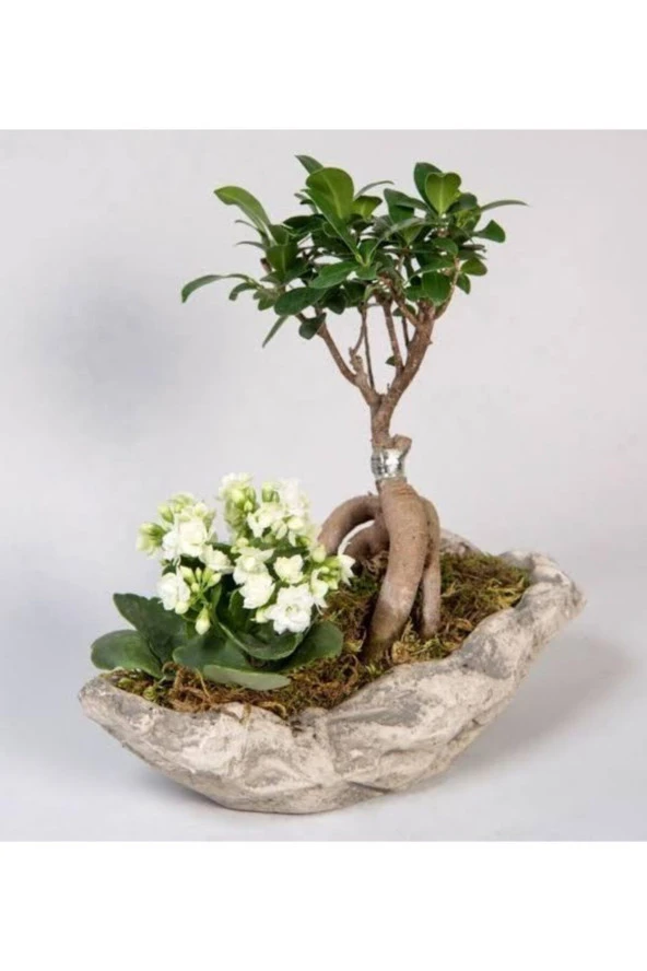 Dekoratif Saksıda Ficus Gingsey Bonsai Ve Kalanşo ürün görseli