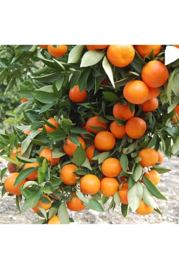 Robinson Mandalina Fidanı ürün görseli