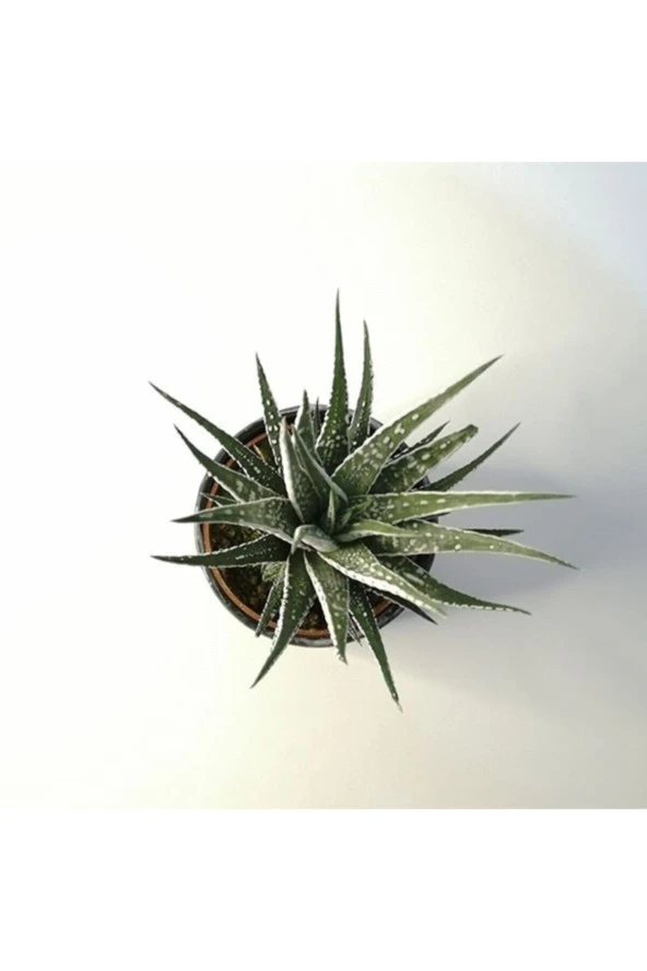 Haworthia Fasciata Alba Zebra Siyah Seramik Saksılı - Resim 3