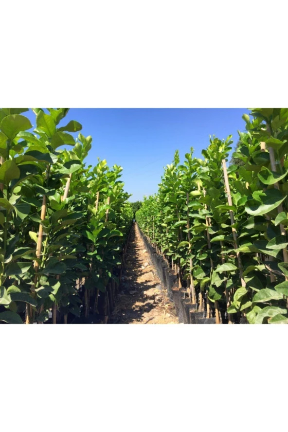 Robinson Mandalina Fidanı - Resim 2