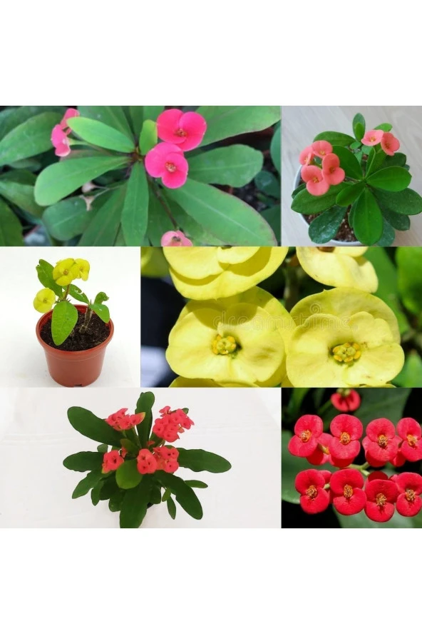 3 Adet Sarı Kırmızı Pembe Dikenler Tacı 5.5 Kkhh ürün görseli