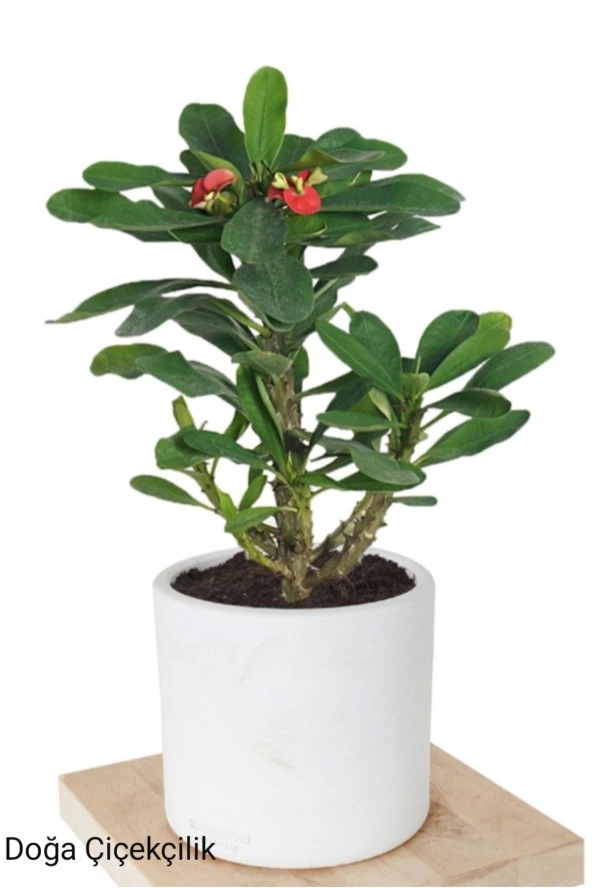 Dekoratif Şık Saksıda Kırmızı Dikenler Tacı ürün görseli