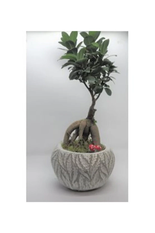 Ficus Ginseng Bonsai & Beyaz Vane Beton Saksıda Hediyelik Canlı Çiçek - 1