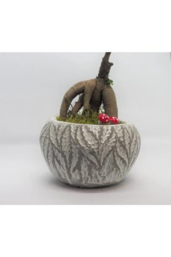 Ficus Ginseng Bonsai & Beyaz Vane Beton Saksıda Hediyelik Canlı Çiçek - 4