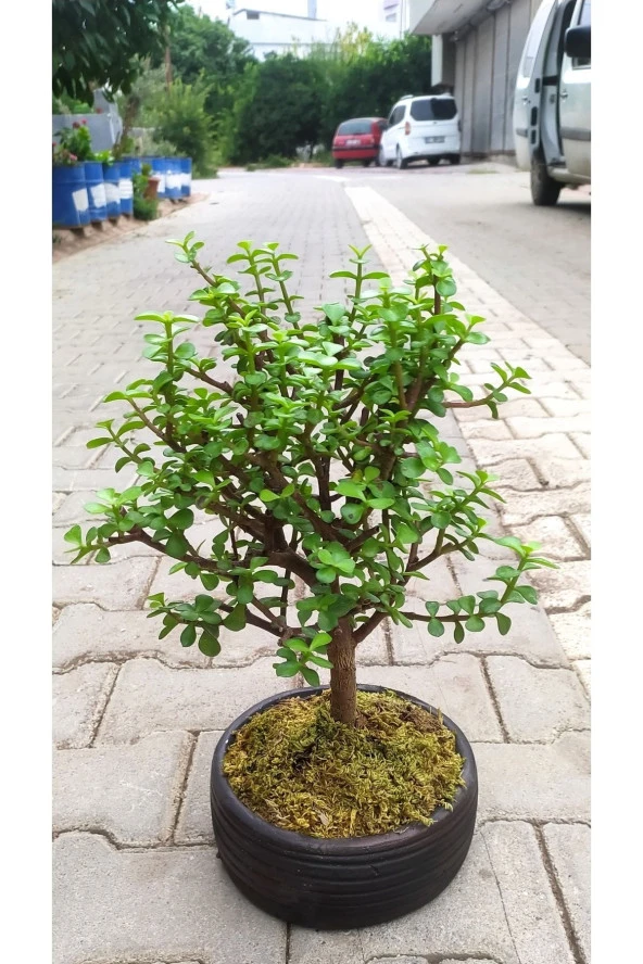 Bonsai Para Ağacı - Para Çiçeği - Bereket Ağacı