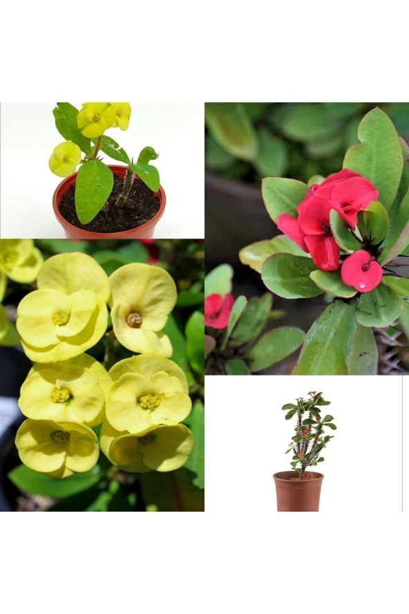 2 Dikenler Tacı Sarı Ve Kırmızı ürün görseli