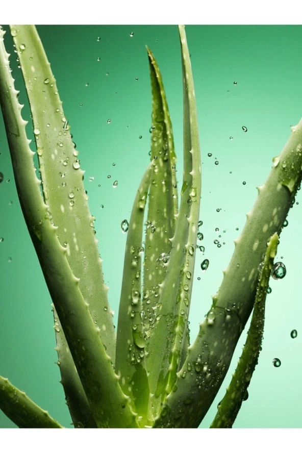 Aloe Vera Jel Için Doğal Yaprak 1. Kalite 3 Kg