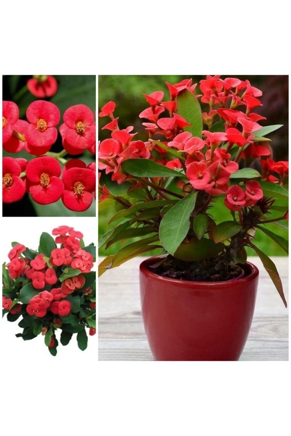 Büyük Boy Kırmızı Dikenler Tacı ürün görseli