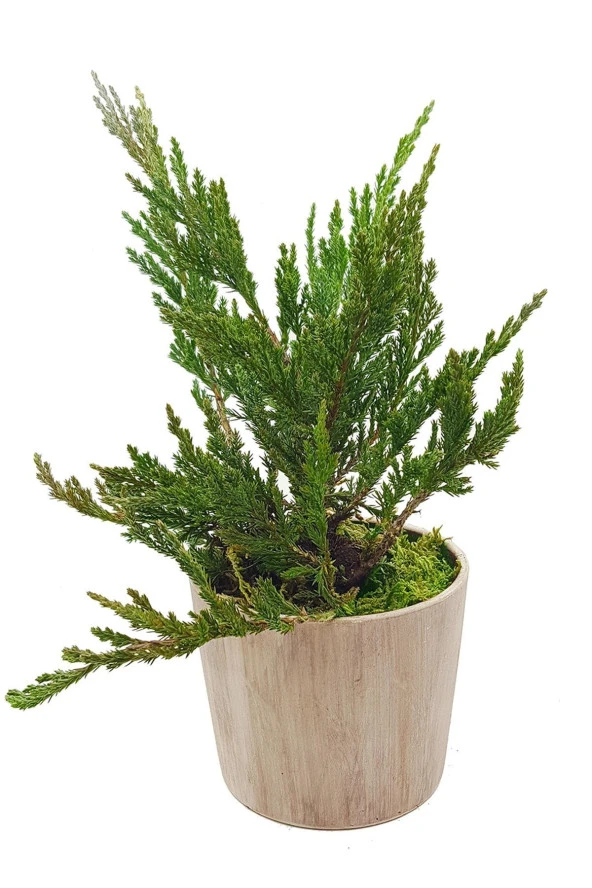 Vintage Seramik Saksıda Juniperus Bonsai & Ardıç Bonsai & Çam Bonsai & 20-25 Cm