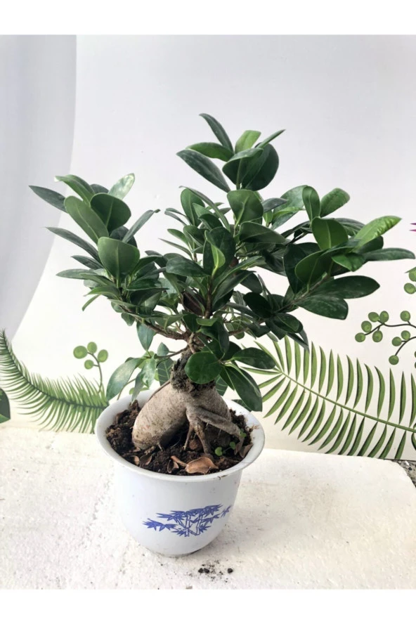 Ficus Ginseng Bonsai Ağacı 750 Gr ürün görseli