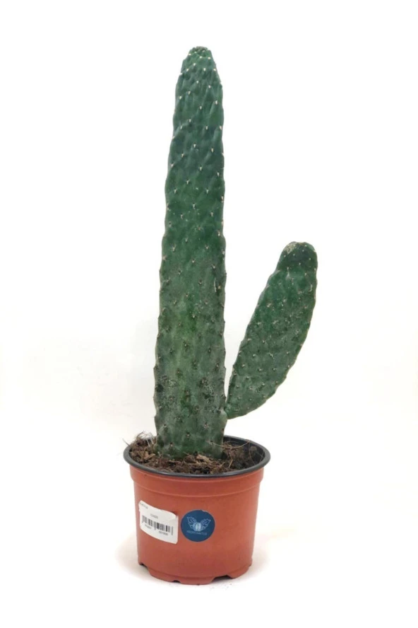 Opuntia Consolea Rubescens Kaynana Dikeni 12 cm