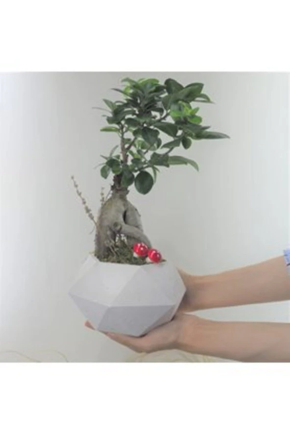 Ficus Ginseng Bonsai & Beyaz Geometrik Beton Saksıda Lik Canlı Çiçek