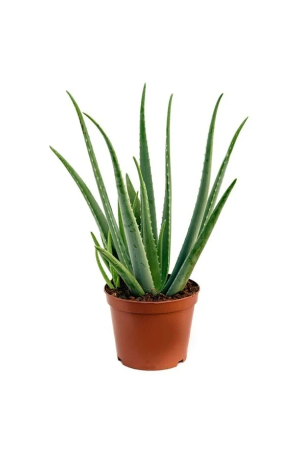 Parmia Garden Aloe Vera Bitkisi 3'lü Ekonomik Paket - Resim 2