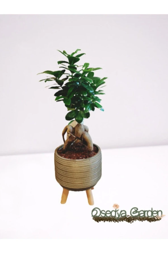 Dekoratif Saksıda Bonsai Ficus Ginseng ürün görseli