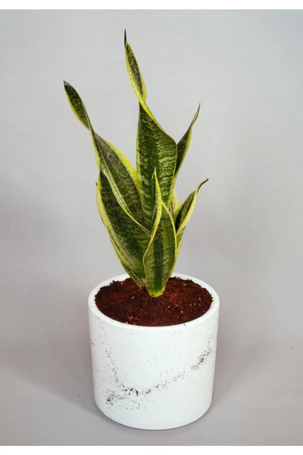 Sansevieria - Paşa Kılıcı