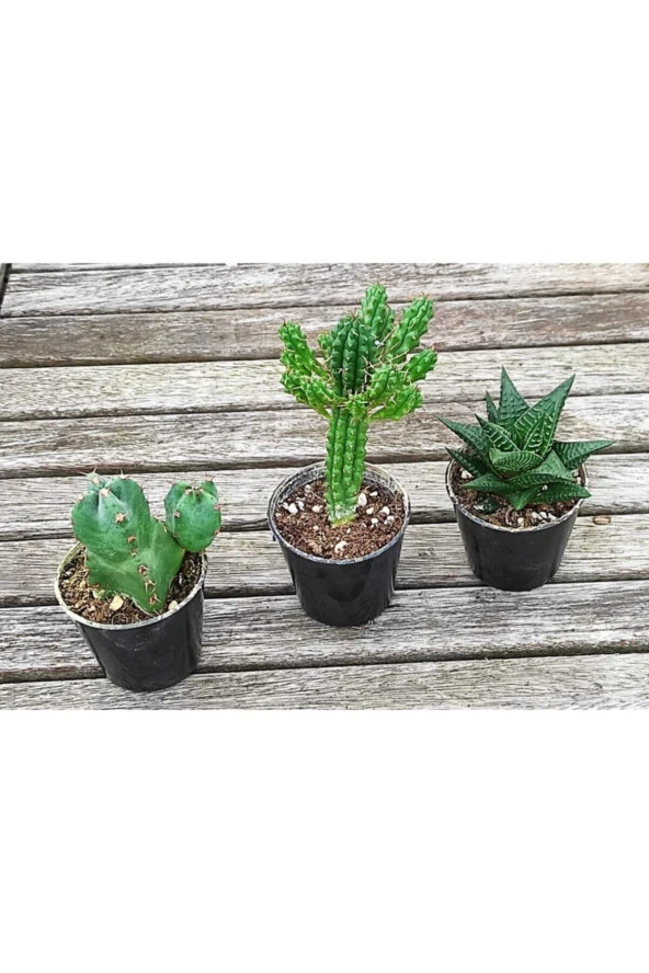 3 Lü Kaktüs Set ürün görseli