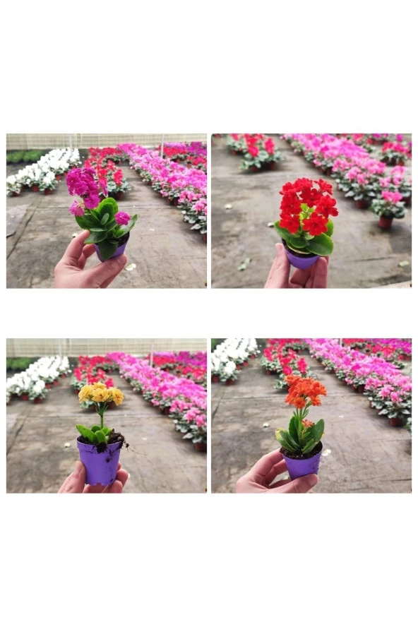 10 Adet Mezarlığa Uygun Kabir Tipi karışık renklerde Kalanşo Fidesi kalanchoe - Resim 4