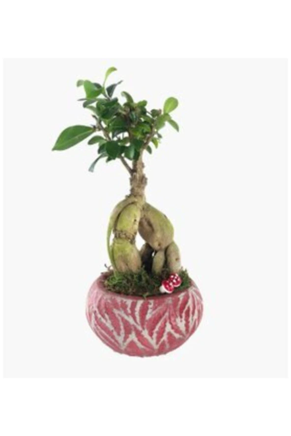Ficus Ginseng Bonsai & Kırmızı Vane Beton Saksıda Hediyelik Canlı Çiçek ürün görseli