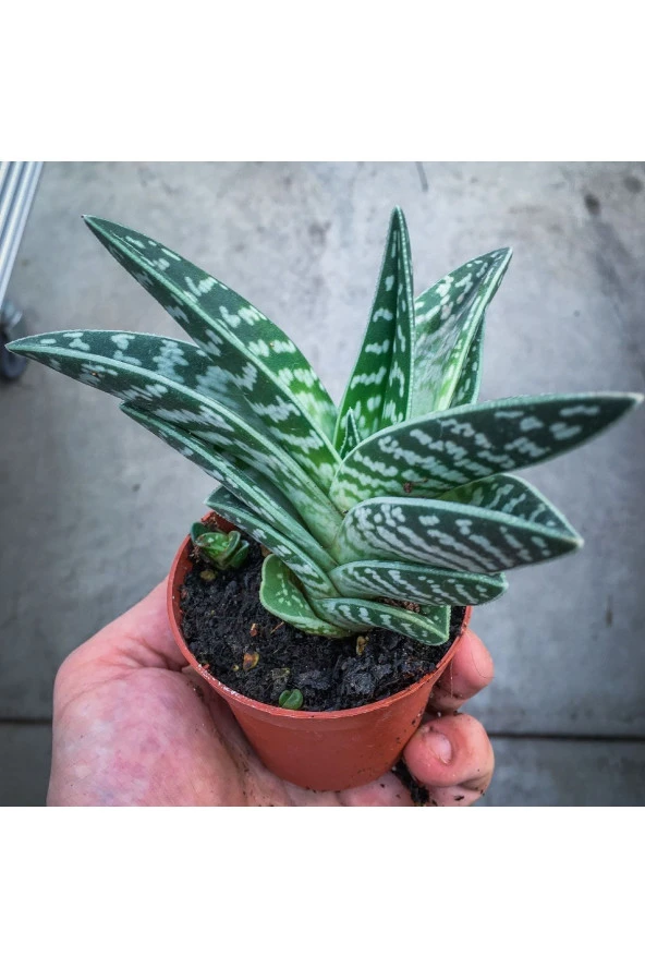 Aloe Variegata (8.5 Cm Saksıda) - Nadir Tür Sıra Dışı Kaktüs Sukulent Ve Bitkiler