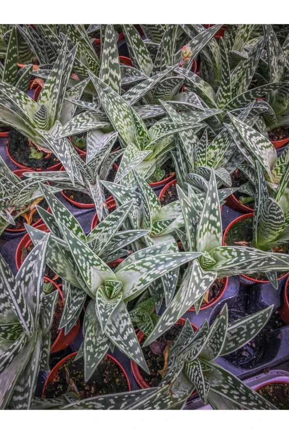 Aloe Variegata (8.5 Cm Saksıda) - Nadir Tür Sıra Dışı Kaktüs Sukulent Ve Bitkiler - Resim 3