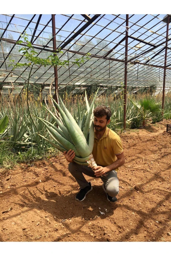 Çok Büyüyen Aloe Vera Bitkisi Fidanı, Bol Yavrulu 50 Cm, Köklü, Saksısız, Aloe Vera Plant